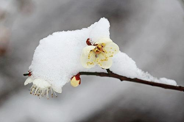 雪中梅花：日暮诗成天又雪，与梅并作十分春