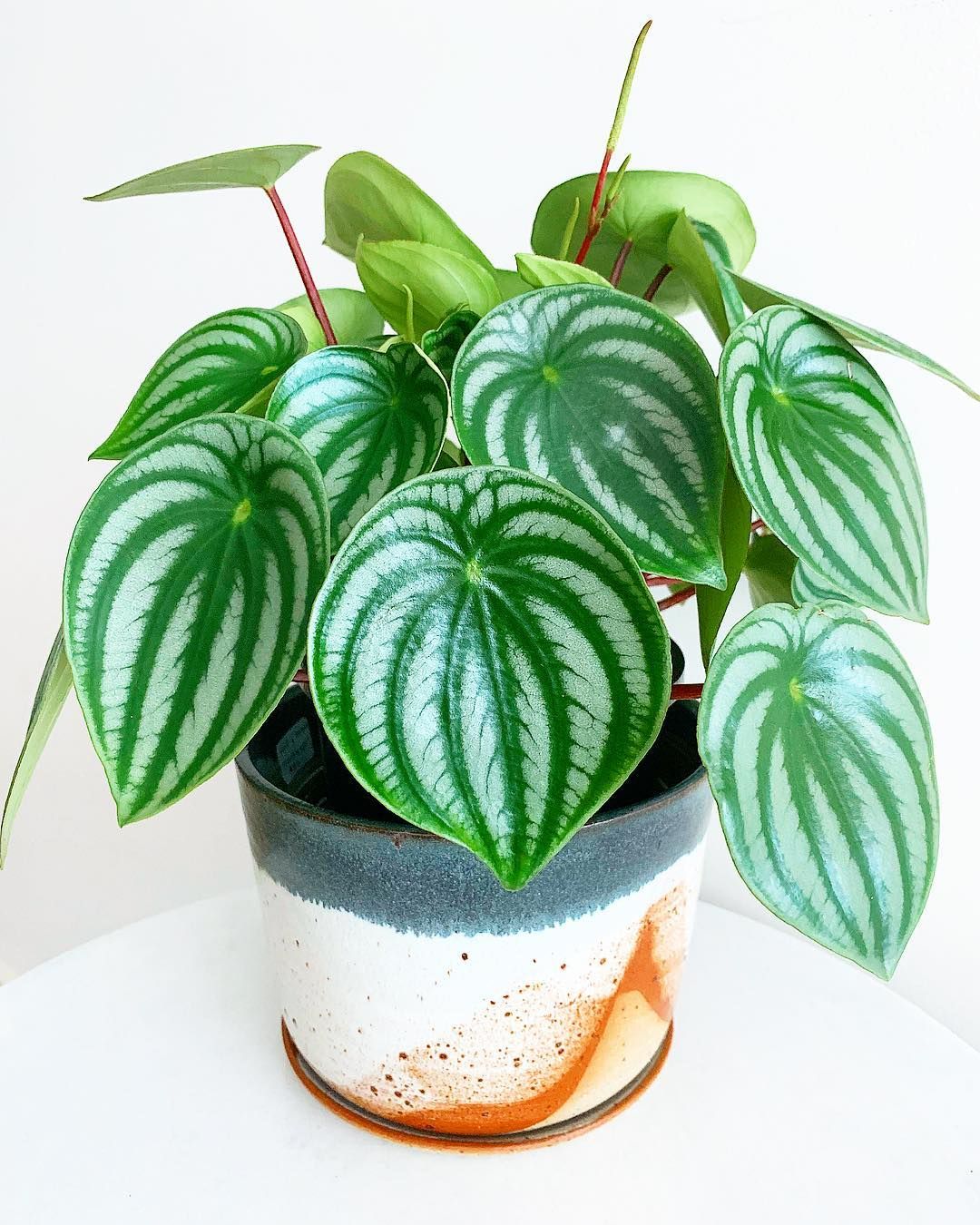 50种家庭常见观叶植物,认识一半就是养花达人,看看你家有几种?