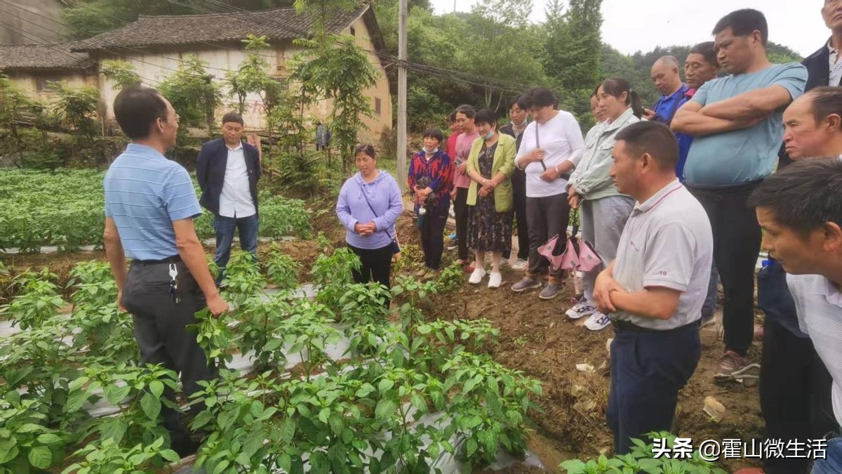 漫水河镇：志愿服务助力产业发展