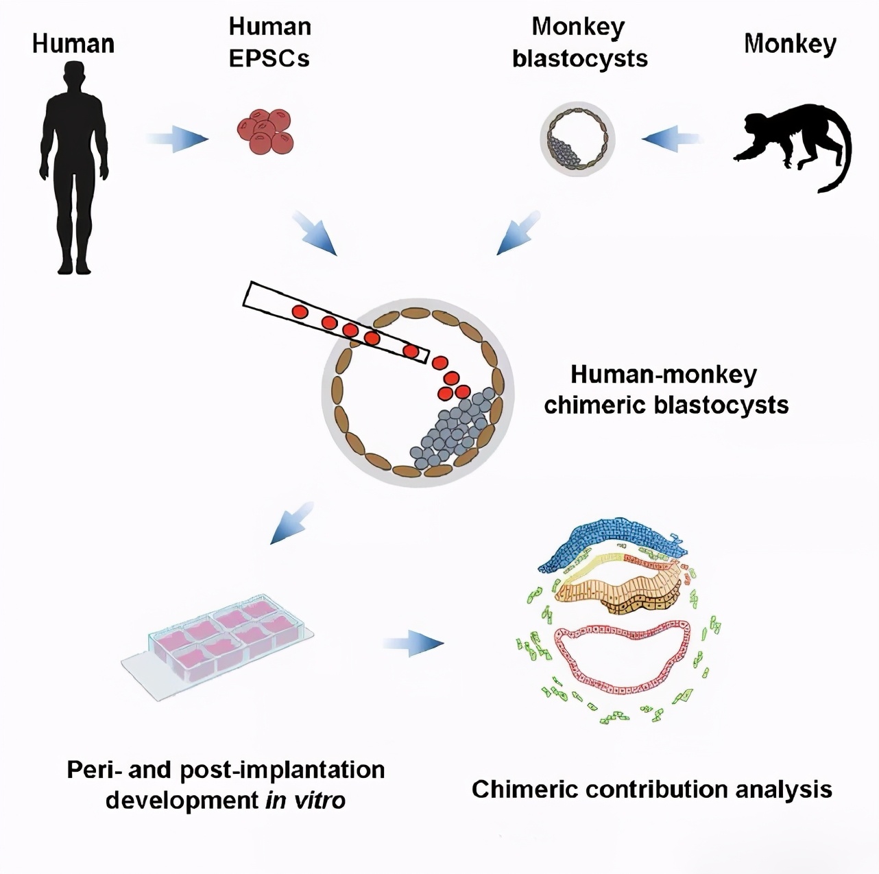 颤栗异种：人猴杂交”胚胎问世，来看结局如何？的图片 -第12张