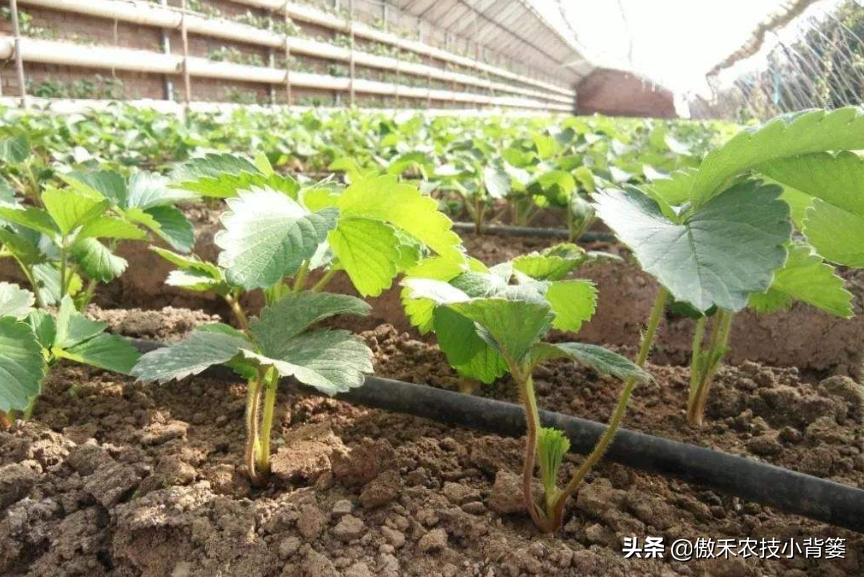 种植草莓的技术和日常管理方法（种植草莓的技术和日常管理方法盆栽）-第6张图片-昕阳网