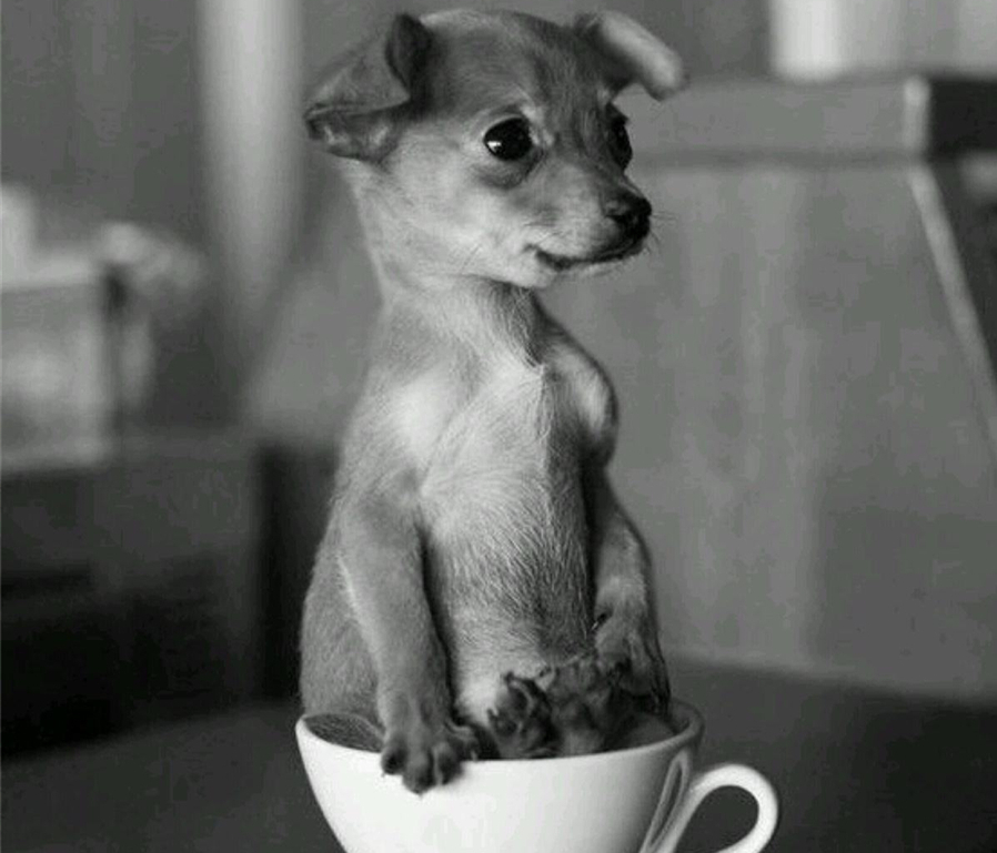 茶杯犬应谨慎饲养，超小个的本质为畸形，爱狗狗则不应该养茶杯