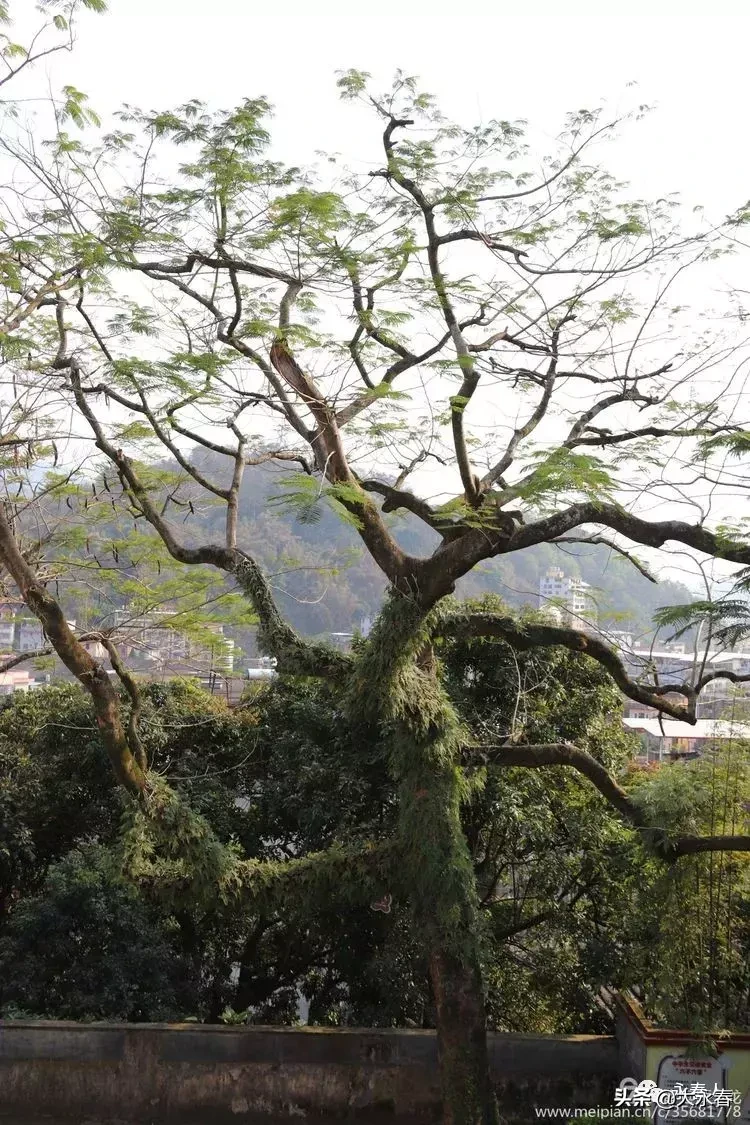 美哉！我们的永春三中