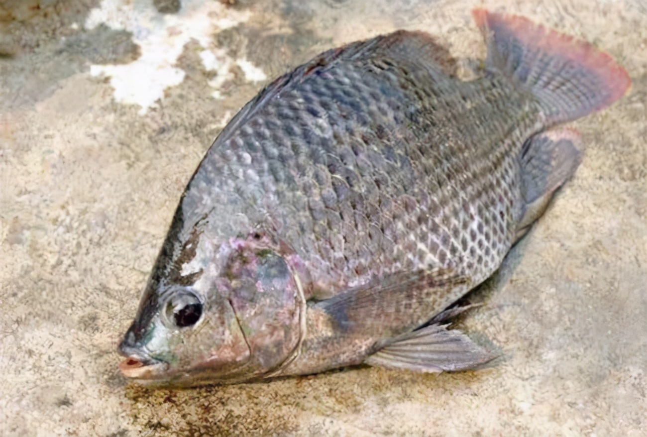 罗非鱼是什么鱼(闻风丧胆的罗非鱼是如何流入中国的)