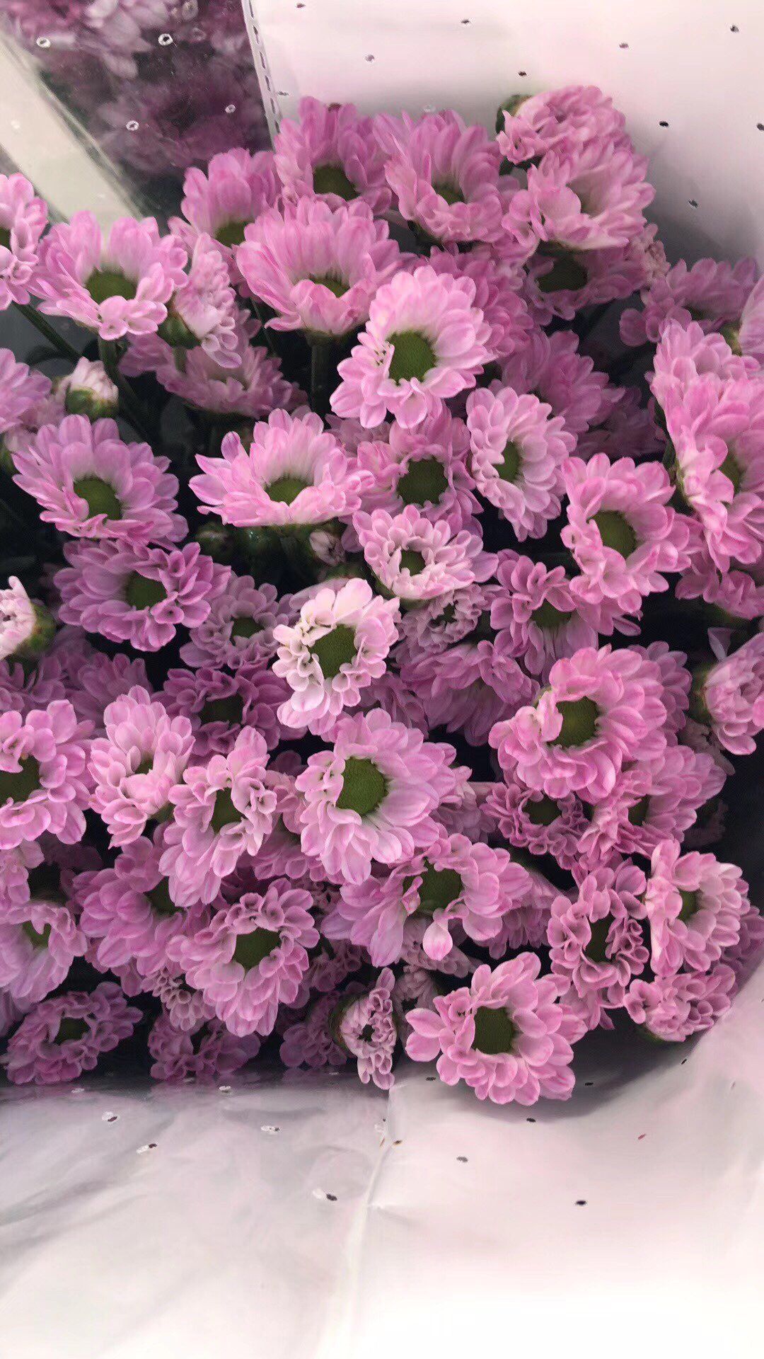 小雏菊花期（小雏菊花期较长养护得当可更长）