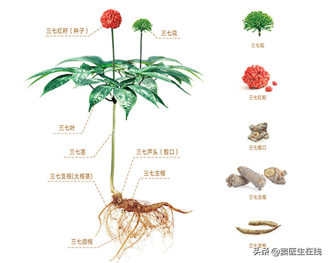 水田七的功效与作用图片