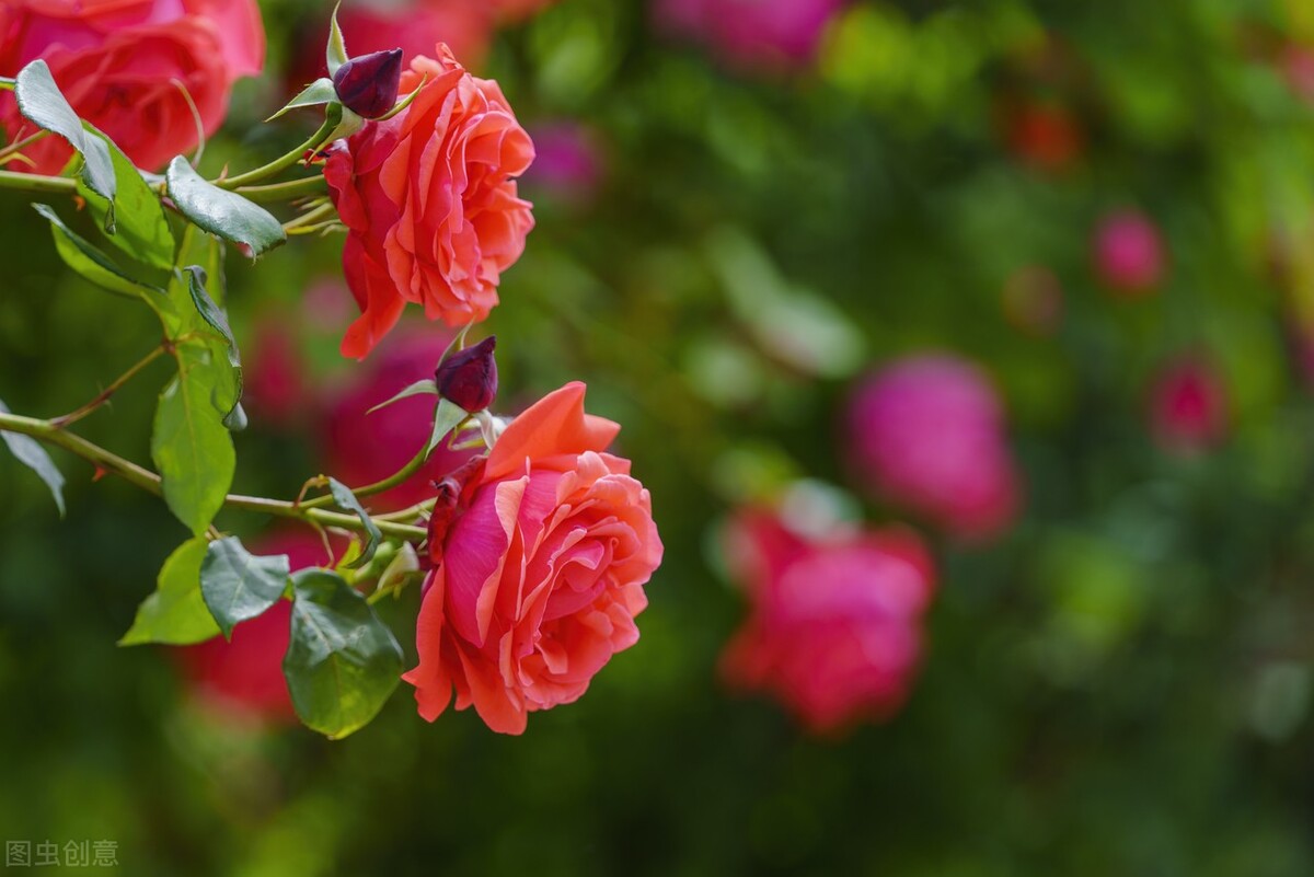 想你了，我最爱的人，忘不了你我做不到，念你成瘾戒不掉