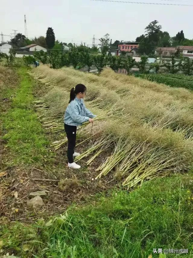 好心疼！绵阳十二三岁的娃娃，竟被学校赶下田去插秧子