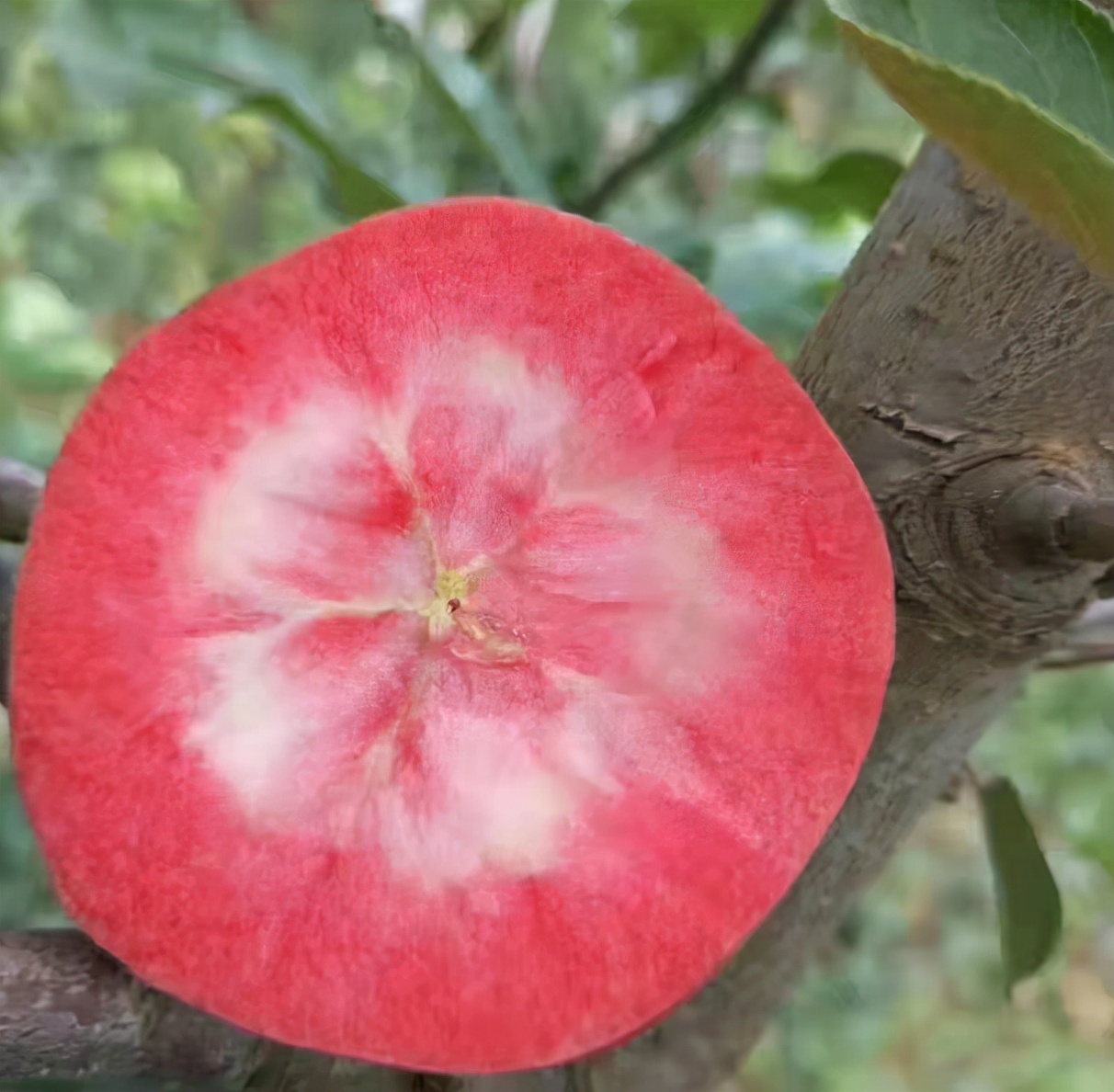 红肉苹果：引进多年不火，换个色就变“贵族”，1斤20元值得种？