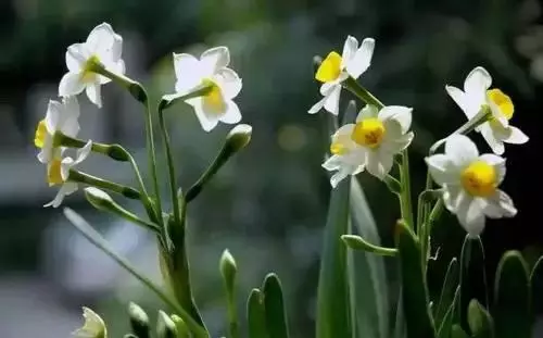 广州市市花是什么（全国56个城市的市花介绍）