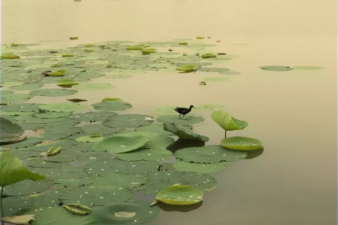 手机就能拍出唯美中国画？画意摄影居然这么容易！