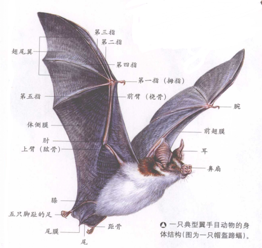 蝙蝠耳朵的人命运图片