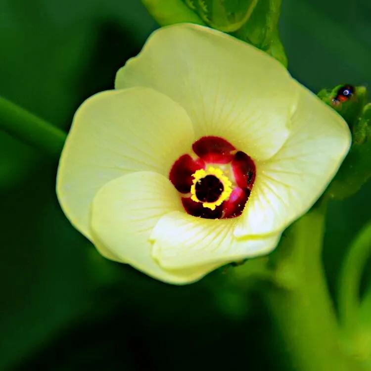 黃秋葵花,黃秋葵花茶的功效與作用