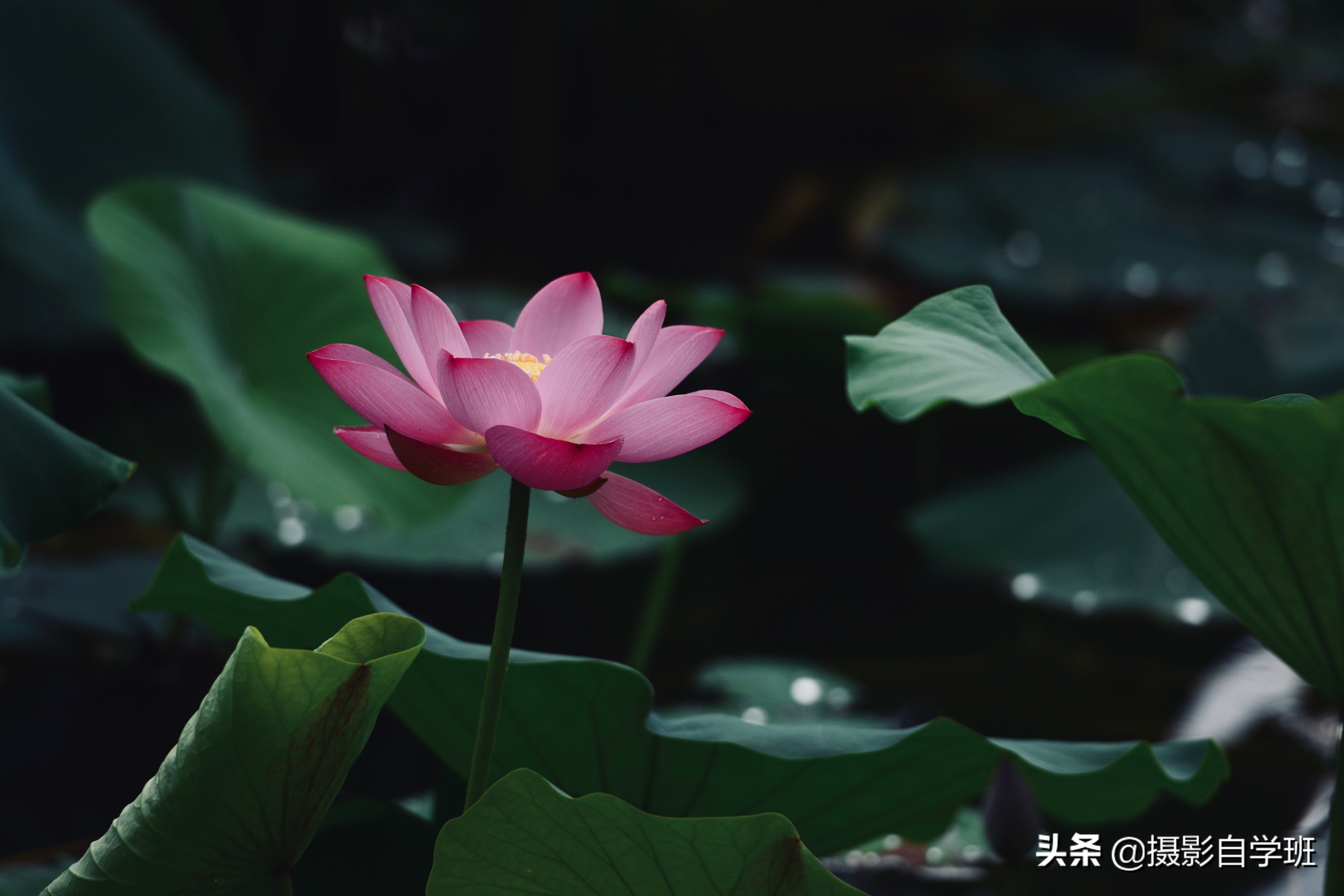 荷花图片大全 荷花画图片大全大图 - 大百科