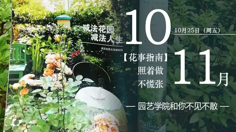 课程笔记 | 10、11月最全花事指南，照着做养花不慌张