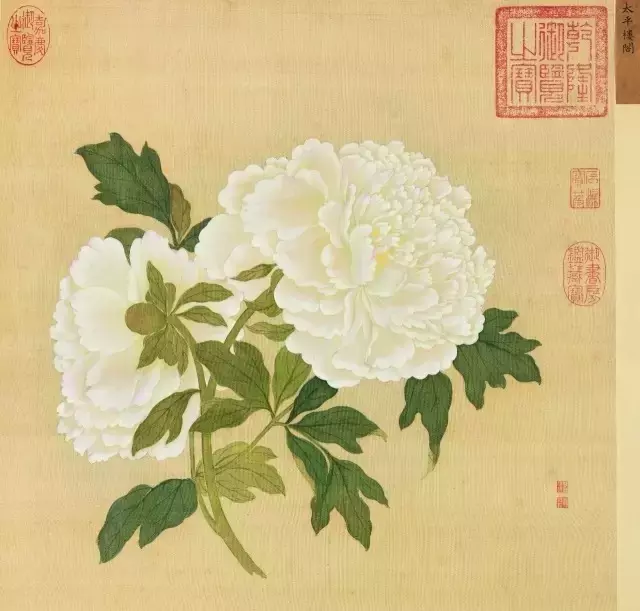一朵牡丹价值超过100万,魅力何在?