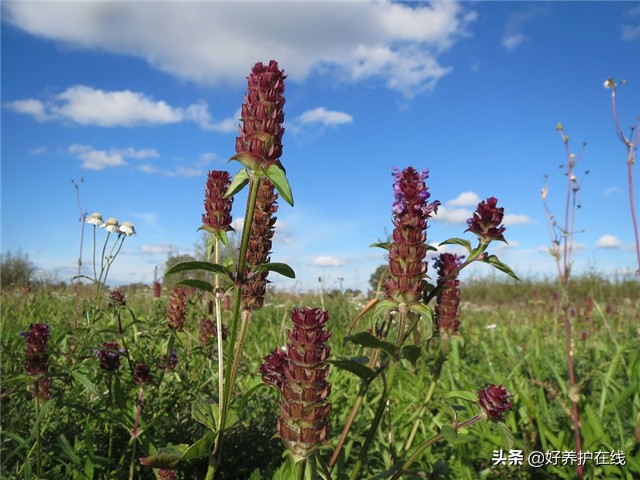 农村一抓一大把的夏枯草，在《神农本草经》里还有这些作用