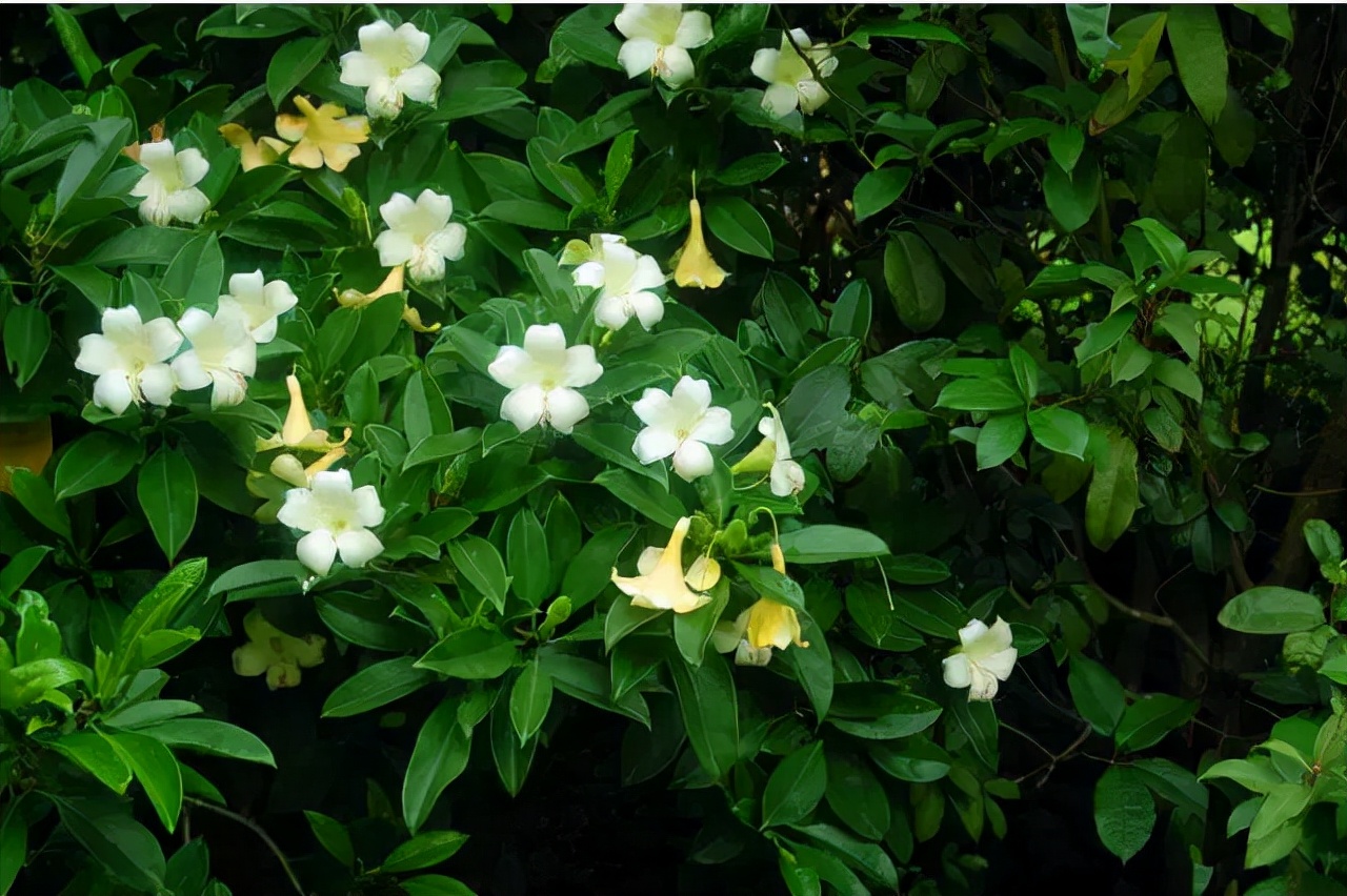 室内绿植养啥好？常见室内绿植养护知识