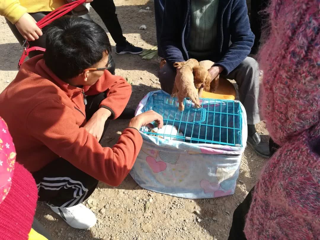 可卡價格,可卡犬價格多少錢一只