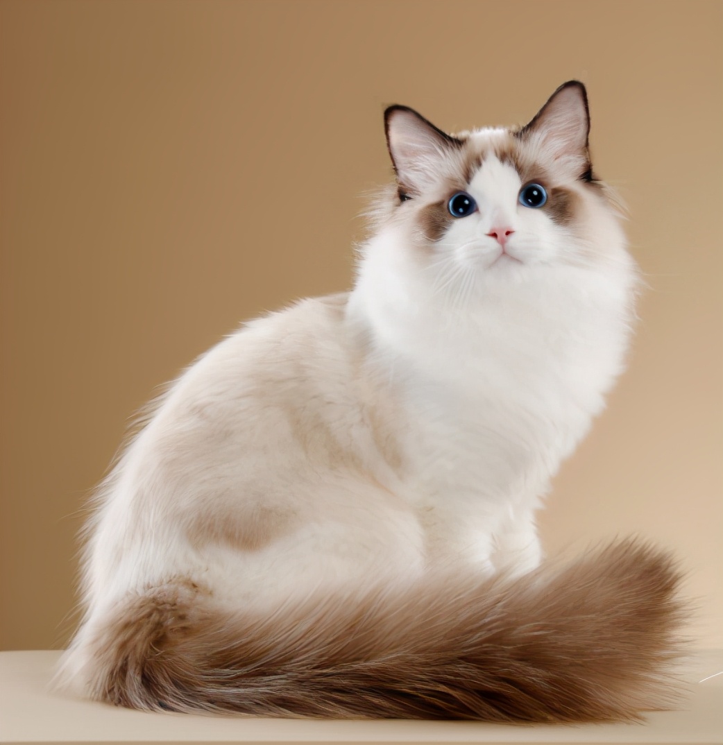 有着猫界小仙女之称的布偶猫,长得非常漂亮,有一身仙气飘飘的长毛,但