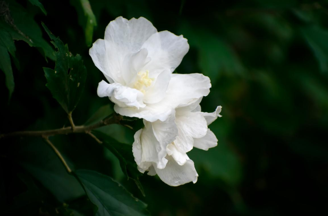 「诗词鉴赏」木槿花开，10首木槿花的诗词，朝花夕谢，转瞬即逝