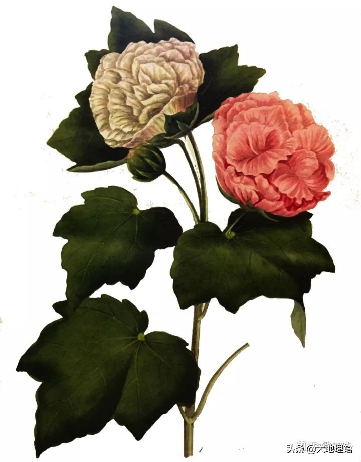 学者们的江湖门派和地图