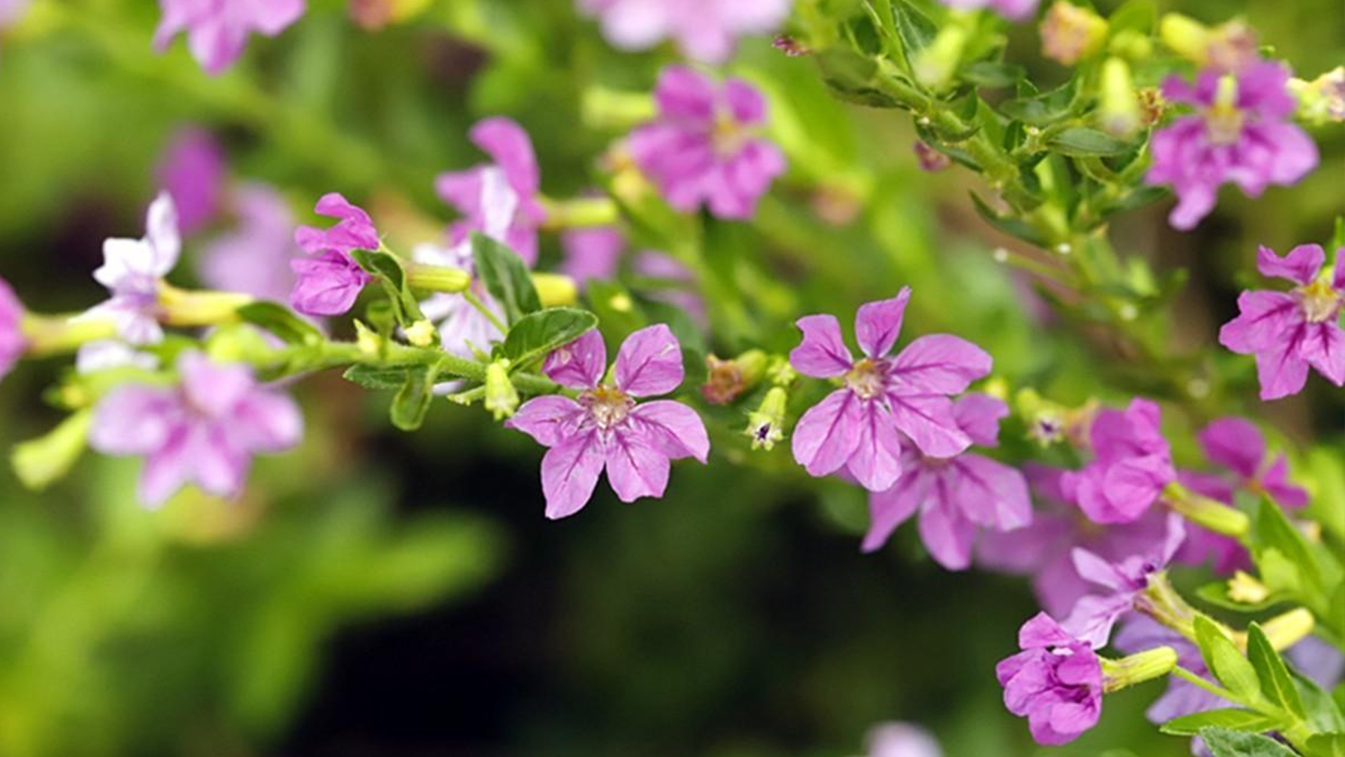 满天星花适合在家养吗(夏季想养开花植物，试试它，紫色小花颜值高，病虫害少阳台也能种)