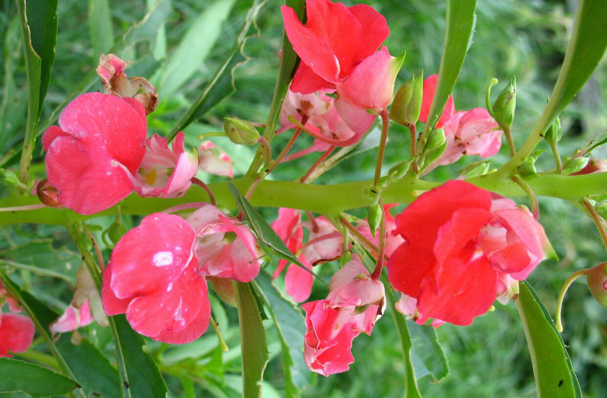 染指甲的指甲花是什么(凤仙花被人叫指甲花,因为它能染指甲?