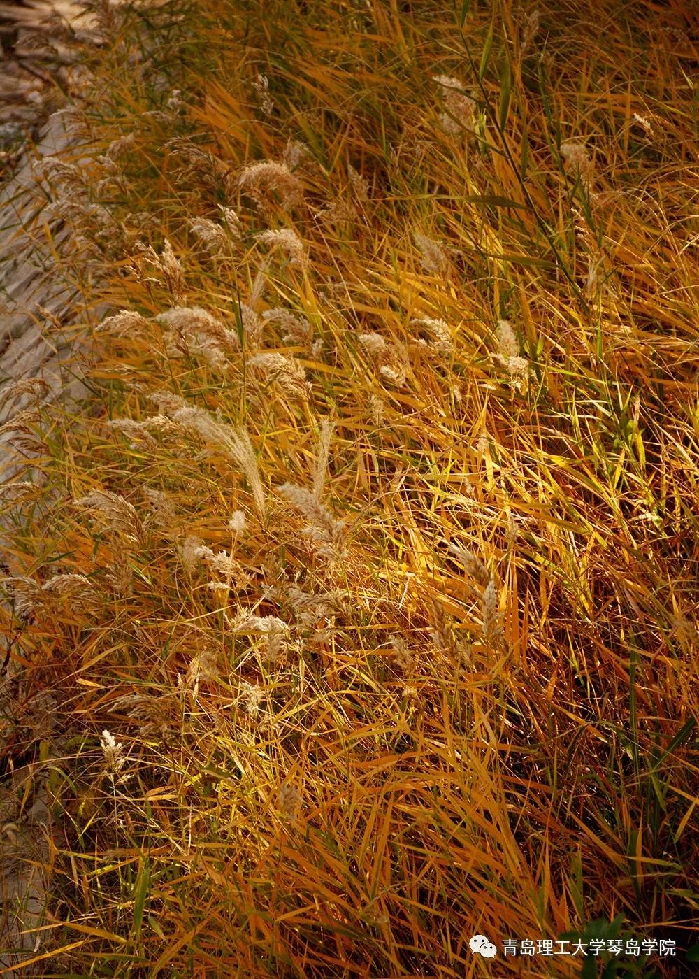 青岛理工大学琴岛学院：我把你画成画，与你平分琴院的秋色