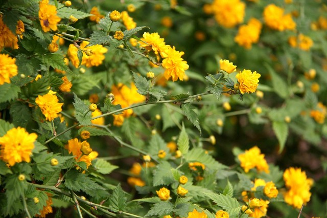 15种春季常见的野地小黄花,您认识几种?