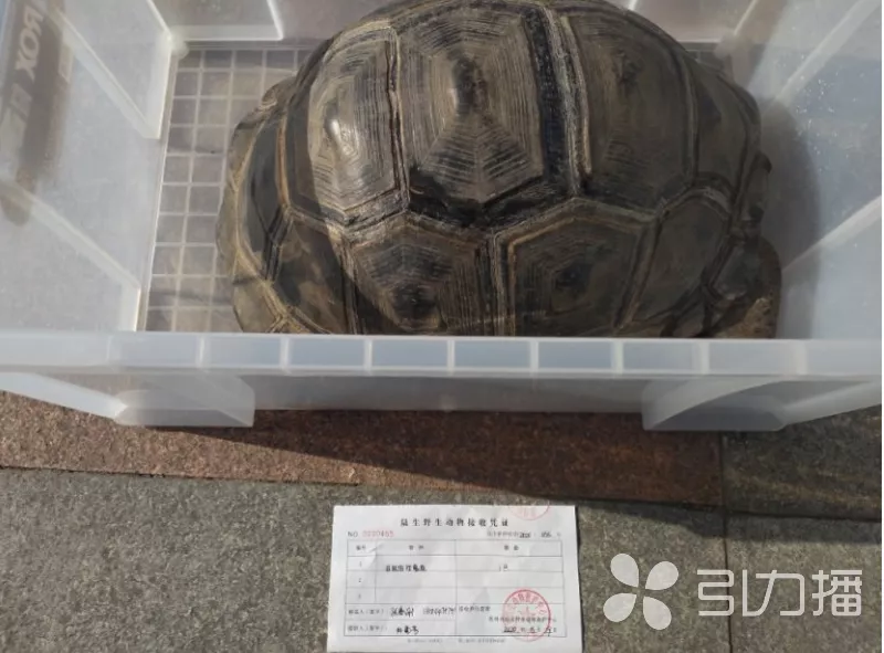 市民捡到一只“大乌龟”，据说价值十几万
