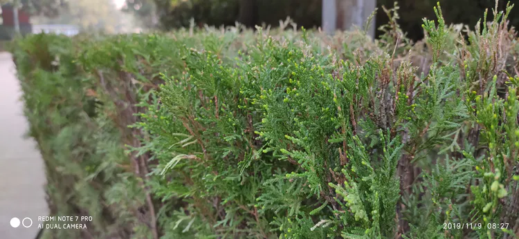 陪你一起看湖北省广水一中①——走进植物王国