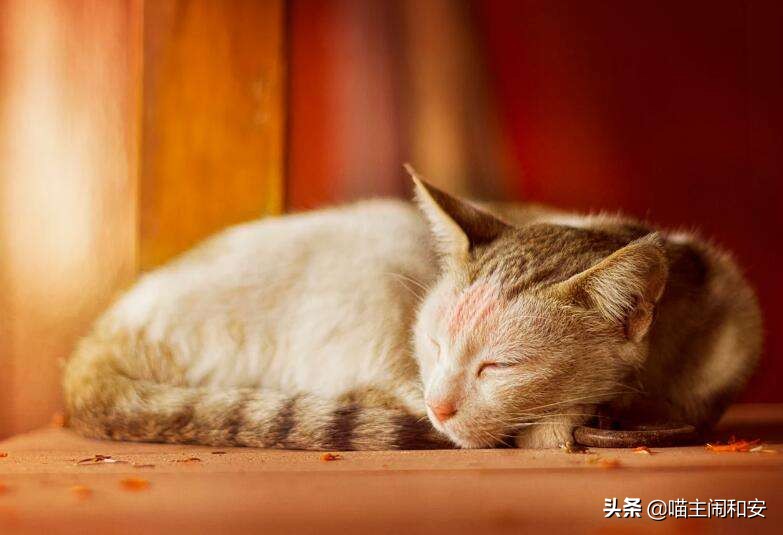 猫咪长时间鼻头苍白，及时检查，极有可能是贫血