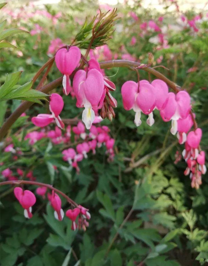 花都香草世界杯app(20种耐阴花，北阳台也能长成一片，满屋都飘香！)