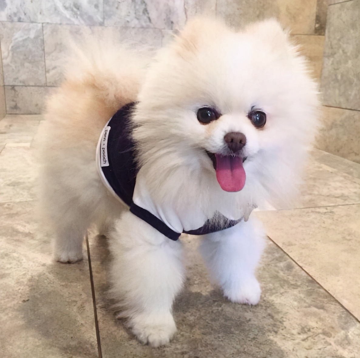 为什么博美犬这么"受欢迎"?原来离不开这几个理由