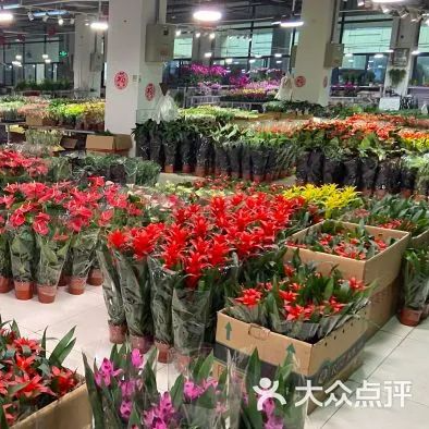 冬天，也要生机盎然！北京去哪儿买最便宜的花卉绿植？