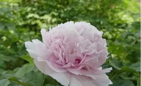 100种名贵牡丹鉴赏 绘画好素材（报花名）