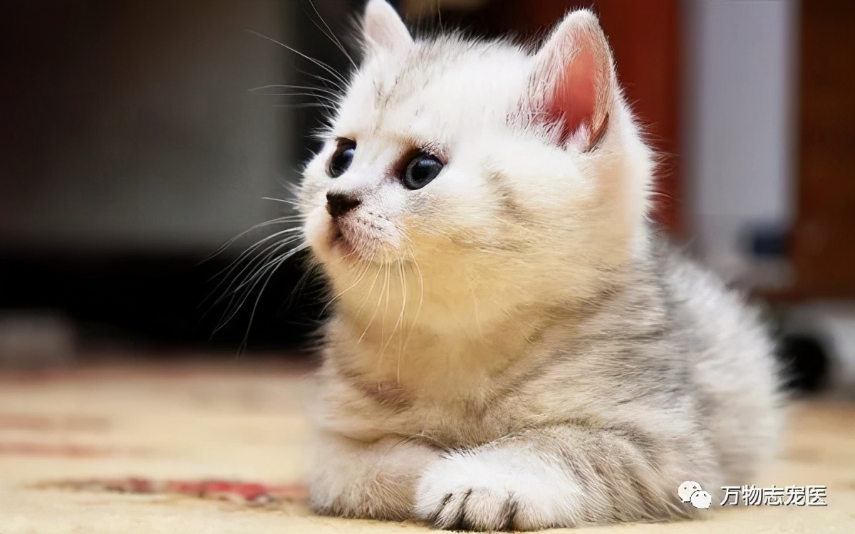 猫咪出现以下表现，八成是感染了寄生虫