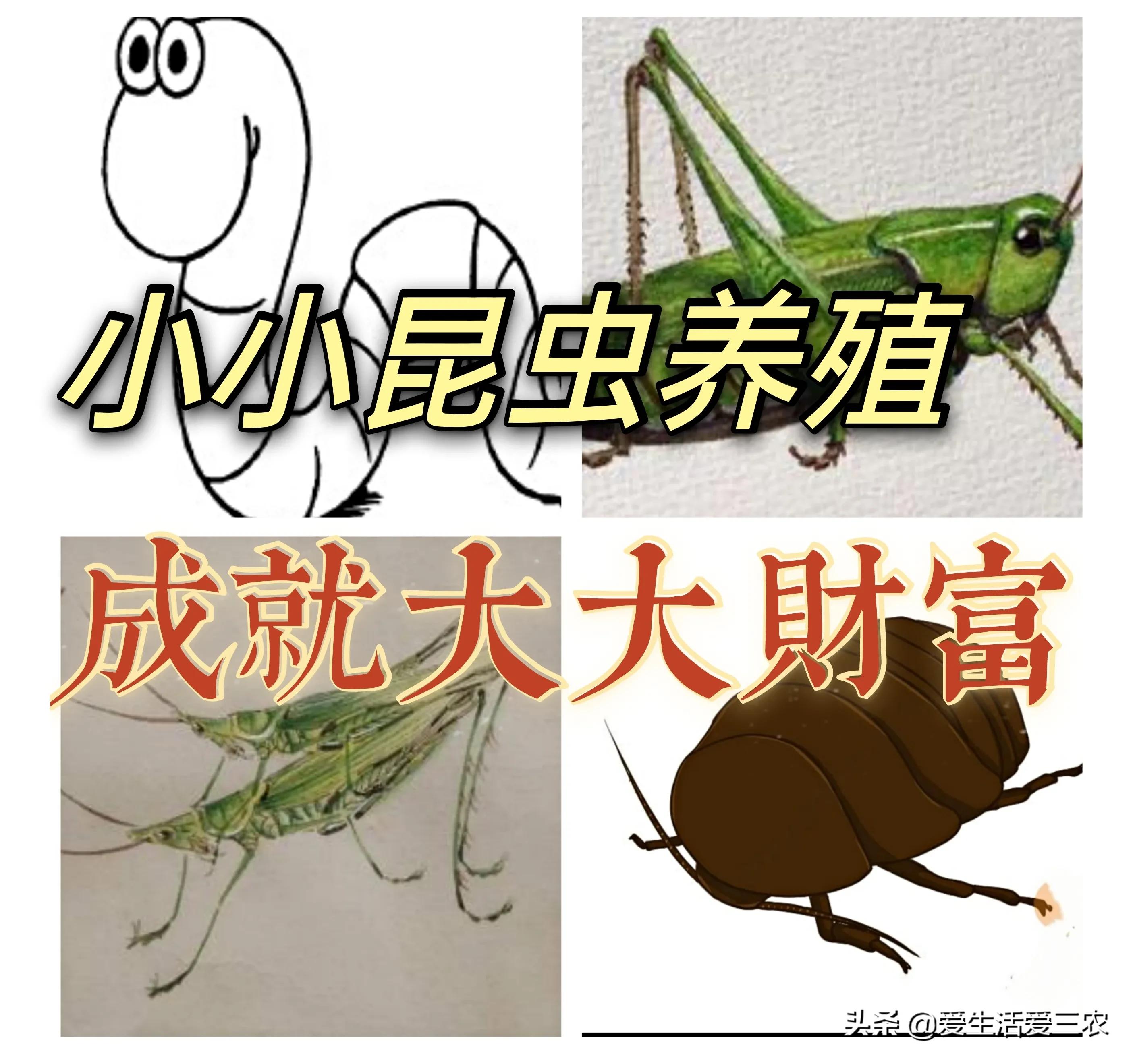 黃粉蟲收購,黃粉蟲收購商的聯系方式