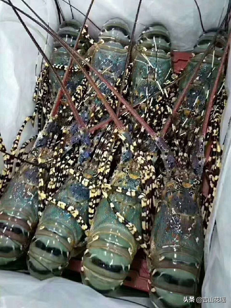 小青龙是什么龙虾（福建厦门波纹龙虾的养殖及病害防治）