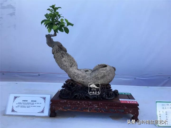 榕樹盆景圖片,榕樹盆景圖片大全欣賞