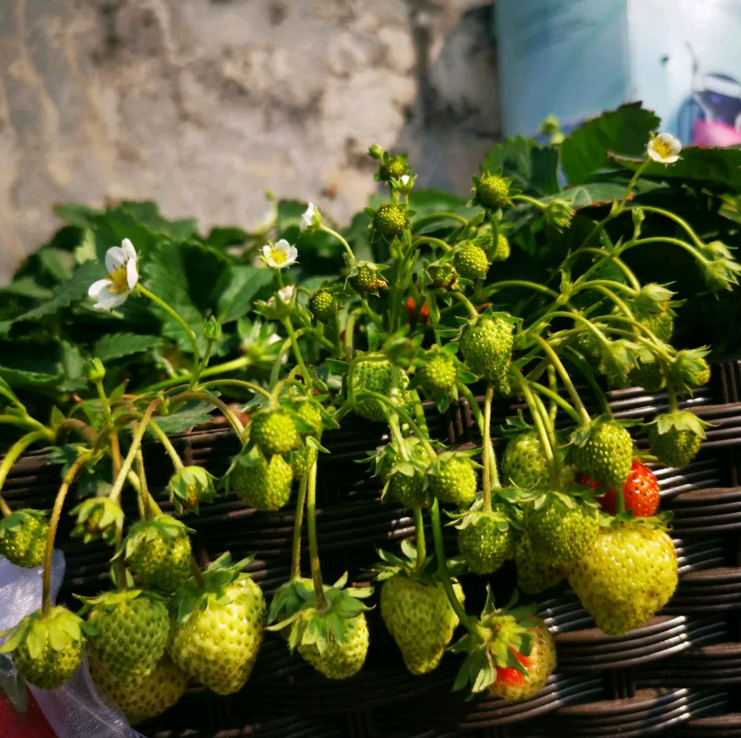 冬天家庭陽臺草莓種植方法(陽臺盆栽草莓過冬秘籍)