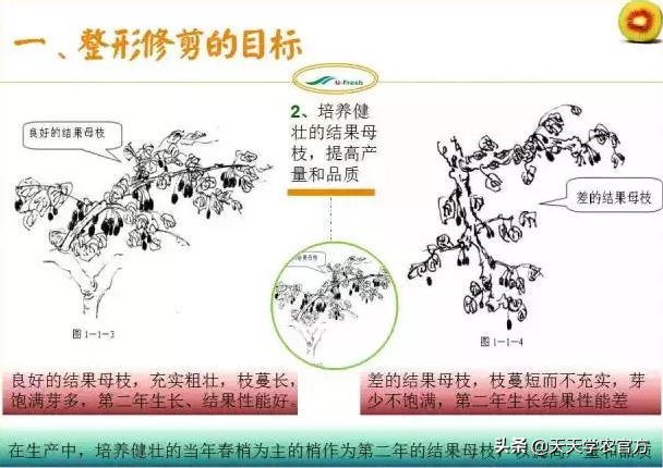 15张图看懂猕猴桃修剪技术，想种好猕猴桃的朋友，赶紧收藏