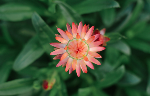 麦秆菊的花语和寓意（详解麦秆菊代表的含义）