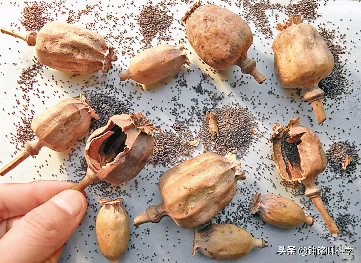 误食添加罂粟壳的食物会上瘾吗？3人吃羊肉米线后被验出吸毒