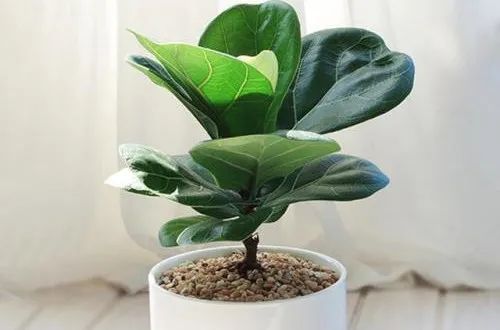 常见50种植物（50种常见的室内盆栽绿化植物）