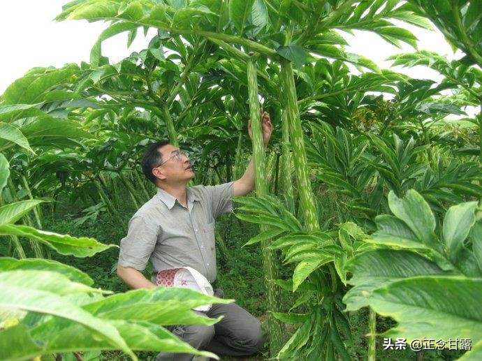 一家低调的珠芽魔芋种植户，可能突破年度最高产量