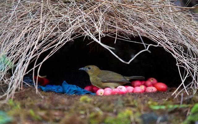 5.雄褐园丁鸟会修建一座直径达1米的"凉亭",作为求偶时的舞台.