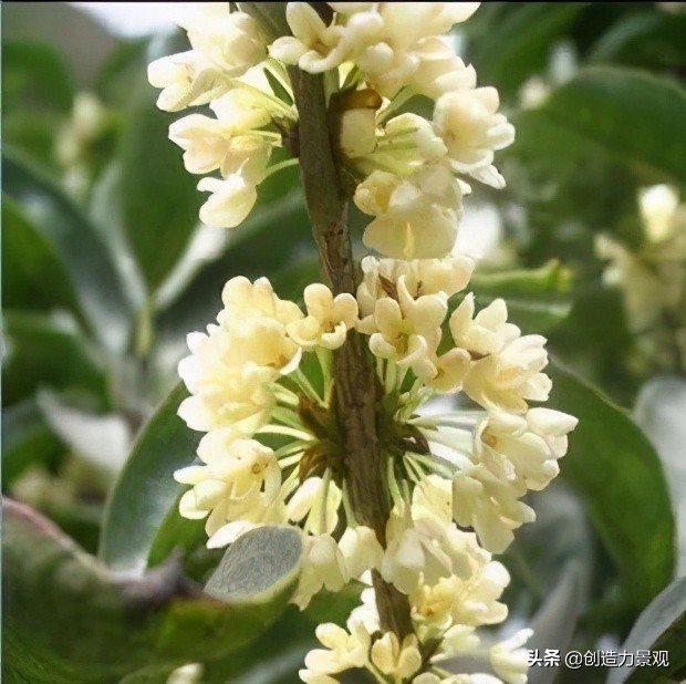 常见的10种全年开花的植物,种上这些,让你的院子四季都有花开