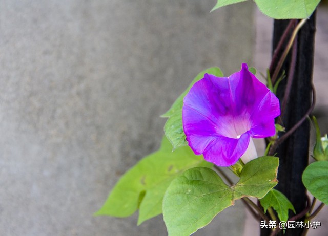 几点开什么花（花园种上这些有趣的时钟花）